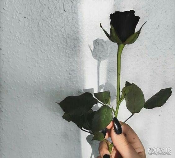 عکس گل رز مشکی برای پروفایل