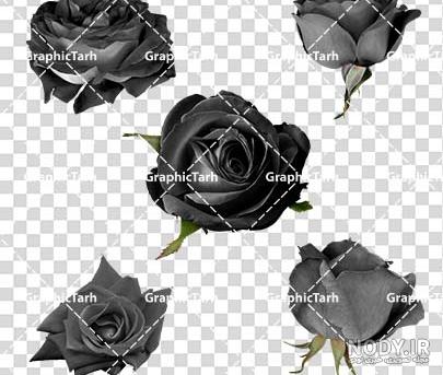 عکس گل سیاه رز