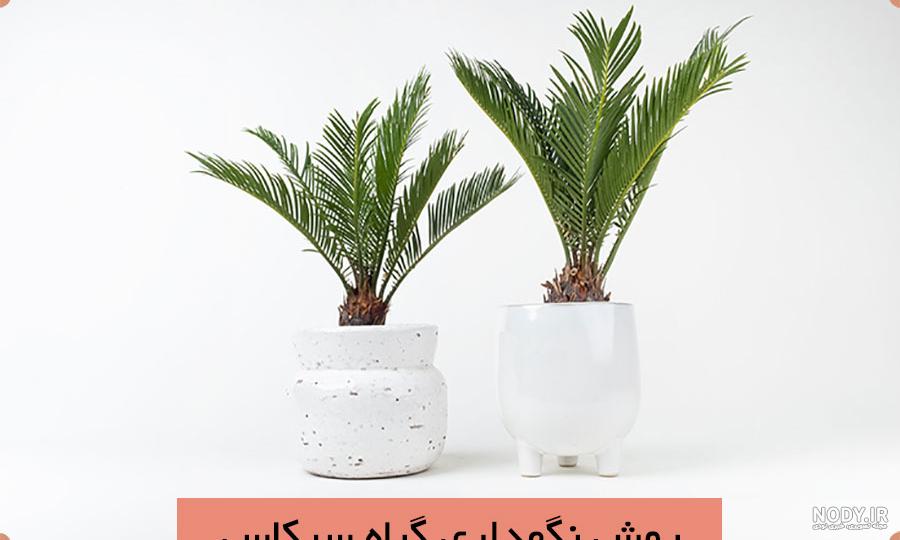 بهترین شرایط برای نگهداری گیاه سیکاس (Sago palm) + بررسی مشکلات ...