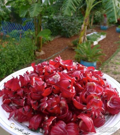 تصویر گل چای ترش