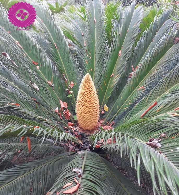 عکس گل سیکاس ماده