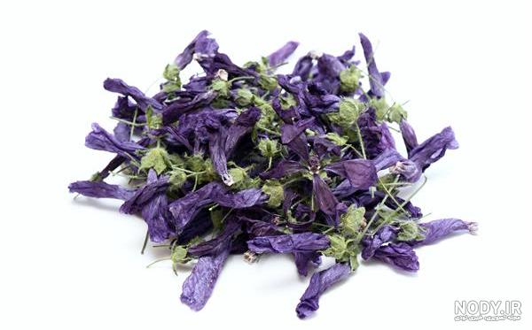 عکس گل پنیرک خشک شده عکس گل پنیرک خشک شده