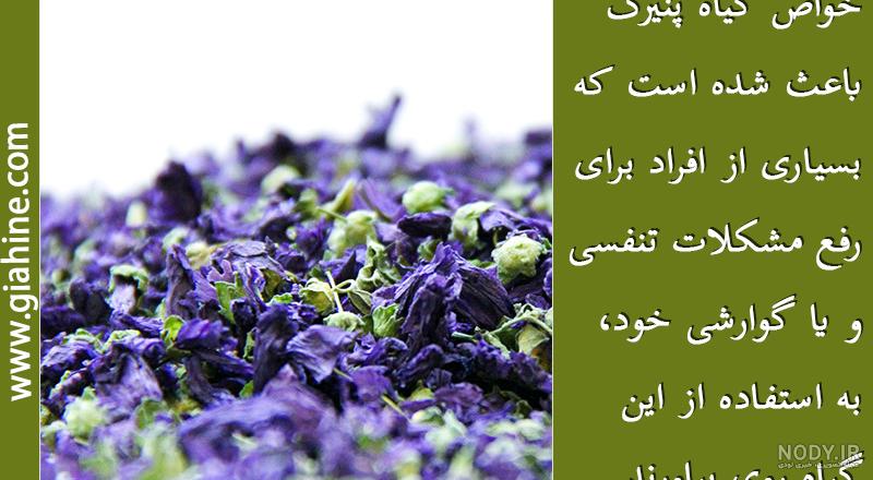 عکس گل پنیرک خشک شده عکس گل پنیرک خشک شده
