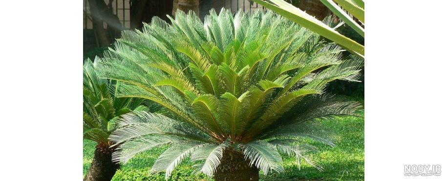 فروش گیاه نخل سیکاس