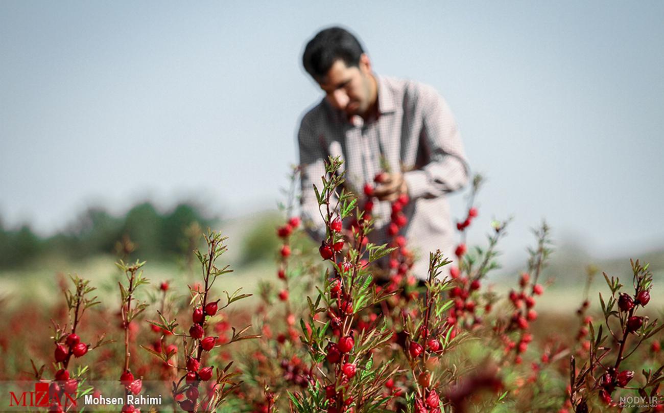 مزرعه چای ترش+عکس