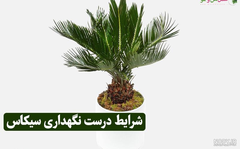 نگهداری گیاه سیکاس: روش‌ نگهداری گیاه سیکاس یا نخل ساگو + عکس | گل ...