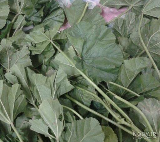 هفت خاصیت گیاه درمانی پنیرک/ چسب زخم طبیعی و جوان‌کننده | خبرگزاری ...