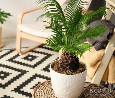 همه چیز درباره گیاه سیکاس (Cycas) - گلستان علی - گلستان علی