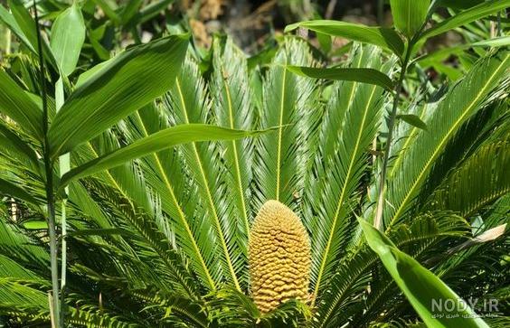 پرورش گل سیکاس و آموزش تکثیر این گیاه