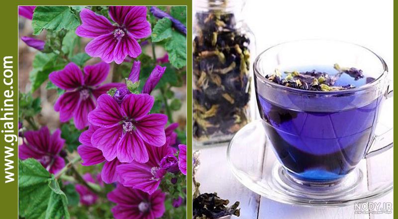 پنیرک برای چی خوبه؟ + خواص گل پنیرک چیست؟ | بازرگانی زرین گیاهینه پنیرک برای چی خوبه؟ + خواص گل پنیرک چیست؟ | بازرگانی زرین گیاهینه