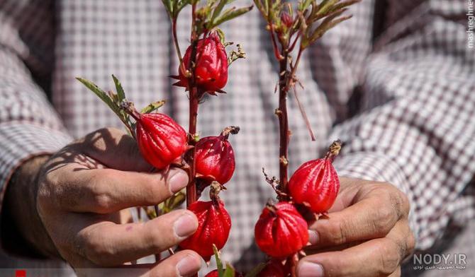 چای ترش.jpg