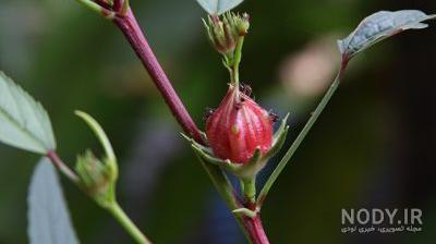 گالری تصاویر - مجموعه: چای ترش (چای مکی یا مکه) - تصویر: چای ترش