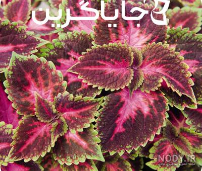 خرید و قیمت گل حسن یوسف از غرفه گل مروا | باسلام خرید و قیمت گل حسن یوسف از غرفه گل مروا | باسلام