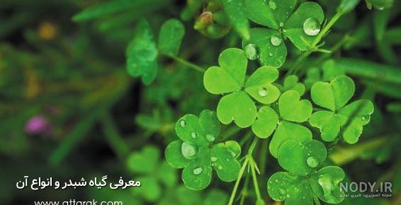 شبدر (سرده) - ویکی‌پدیا، دانشنامهٔ آزاد