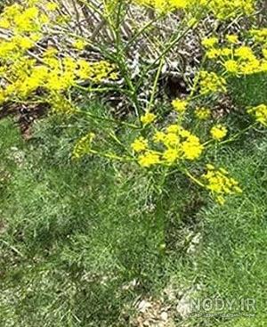 طرز تهیه گل چویر (یا چنور) ساده و خوشمزه توسط بانوی کرمانشاهی - کوکپد