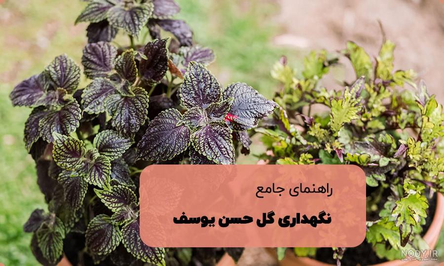 عکس حسن یوسف گل - عکس نودی عکس حسن یوسف گل - عکس نودی