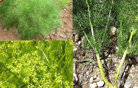 عکس نورگل یشیلچای