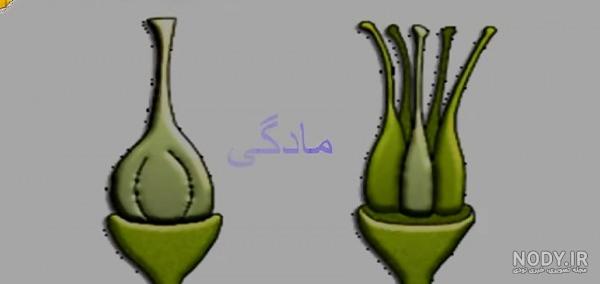 عکس نوشته چنور - کامل (مولیزی)