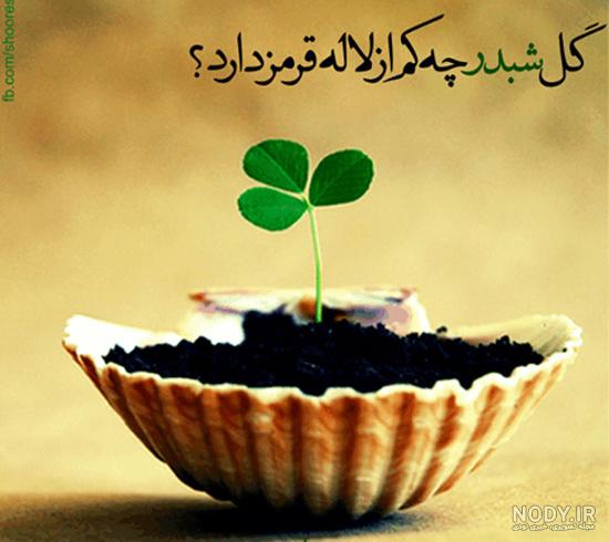 عکس گل شبدر بنفش