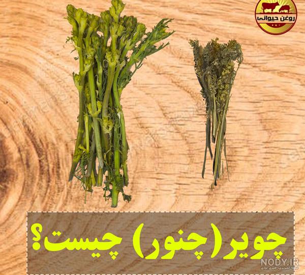عکس گل نور