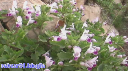 عکس گل چنور