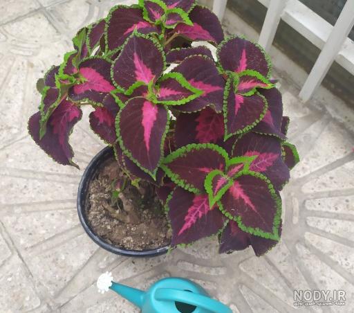 نکات رشد انفجاری حسن یوسف (COLEUS) در خانه که باید بدانید | گل من و تو نکات رشد انفجاری حسن یوسف (COLEUS) در خانه که باید بدانید | گل من و تو