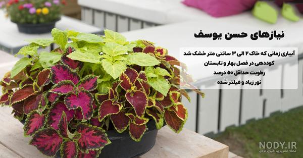 همه چیز درباره روش نگهداری گل حسن یوسف | گُل‌سِتان