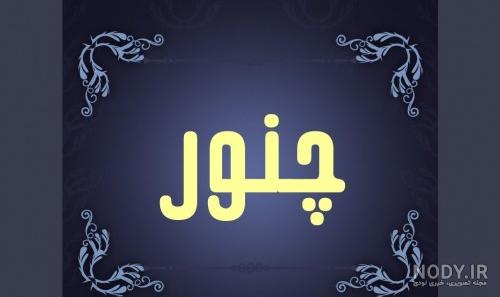گیاه چویر یا چویل در روغن حیوانی کرمانشاهی(گیاه چنور نیز شناخته ...