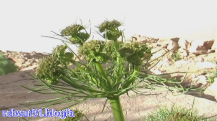 گیاه چویر یا چویل در روغن حیوانی کرمانشاهی(گیاه چنور نیز شناخته ...