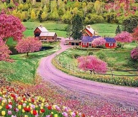 عکس گل گیاه آگلونما