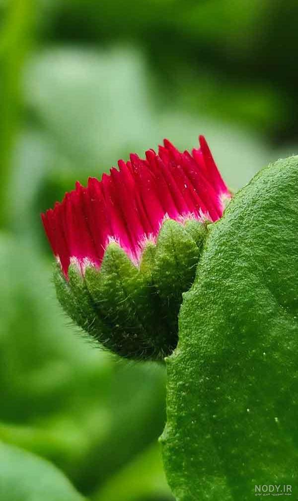 عکس گل گیاهخوار