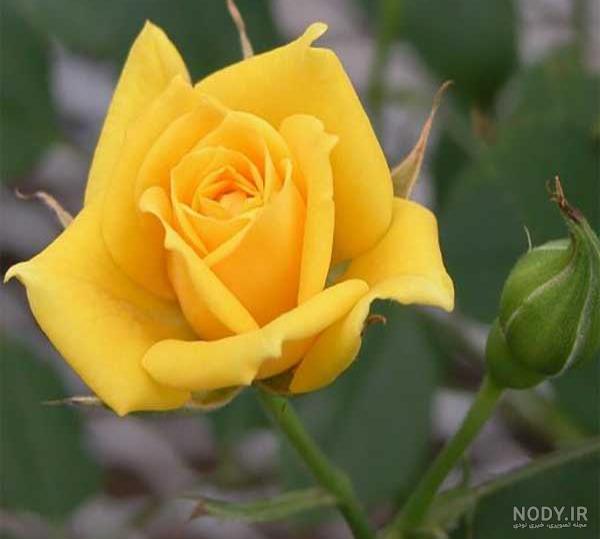 100 عکس گل های زیبا و قشنگ برای پروفایل | عکس پروفایل گل رز 100 عکس گل های زیبا و قشنگ برای پروفایل | عکس پروفایل گل رز