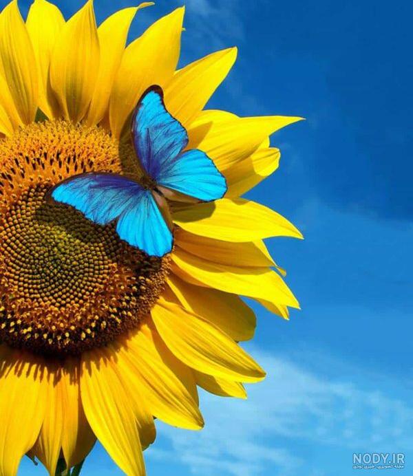 عکس جدید گل برای پروفایل عکس جدید گل برای پروفایل