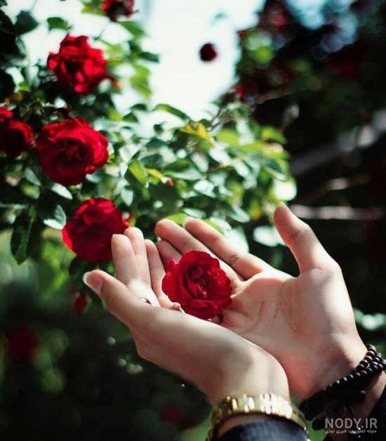 عکس گل رز قرمز برای پروفایل واتساپ جدید عکس گل رز قرمز برای پروفایل واتساپ جدید