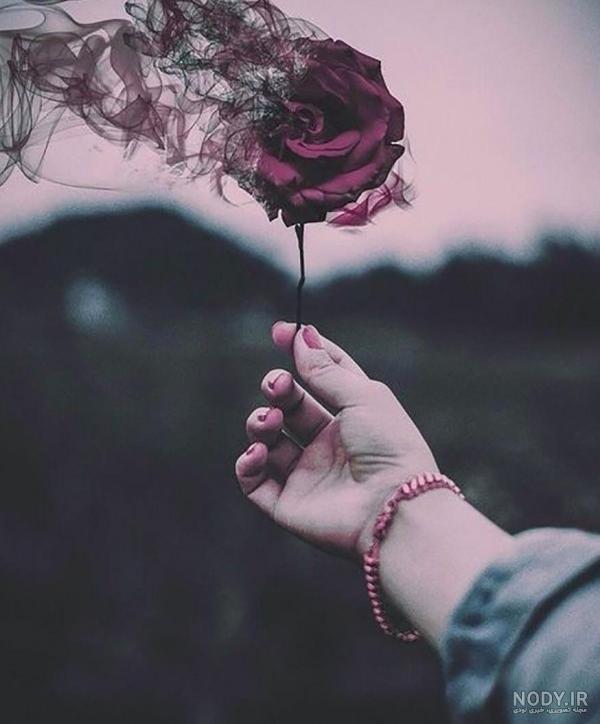 عکس پروفایل گل رز برای شبکه های اجتماعی مختلف