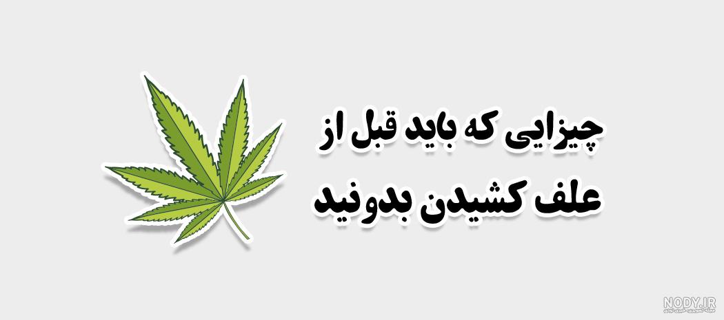 عکس چای گل گاو زبان