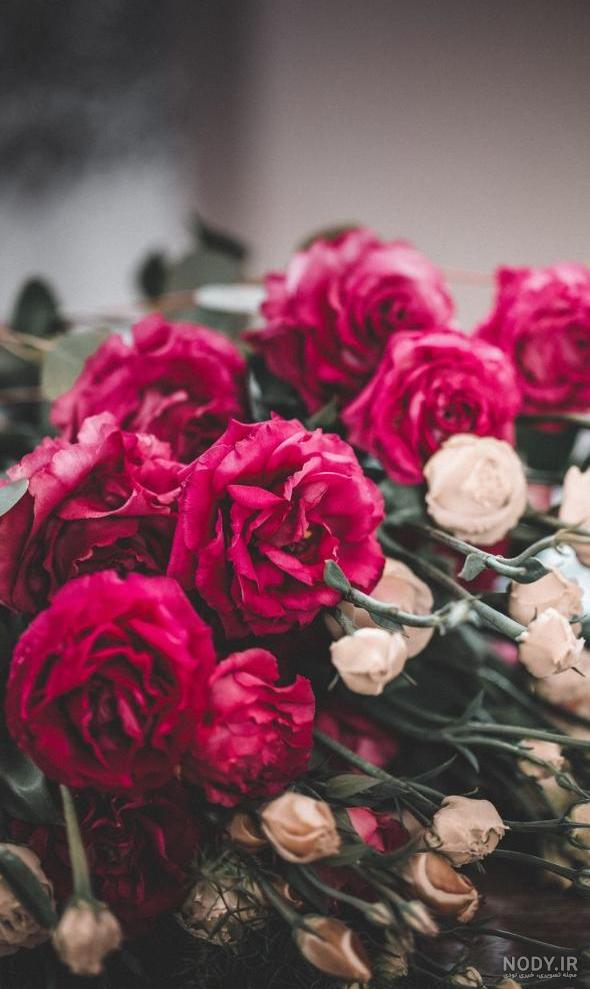 عکس های گل رز سیاه با کیفیت بالا