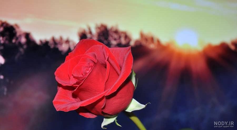 عکس گل رز مشکی برای پروفایل دخترونه