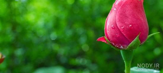 عکس گل سیاه سفید خاص برای پروفایل تلگرام و اینستاگرام