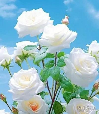 یه عکس گل قشنگ برای پروفایل یه عکس گل قشنگ برای پروفایل
