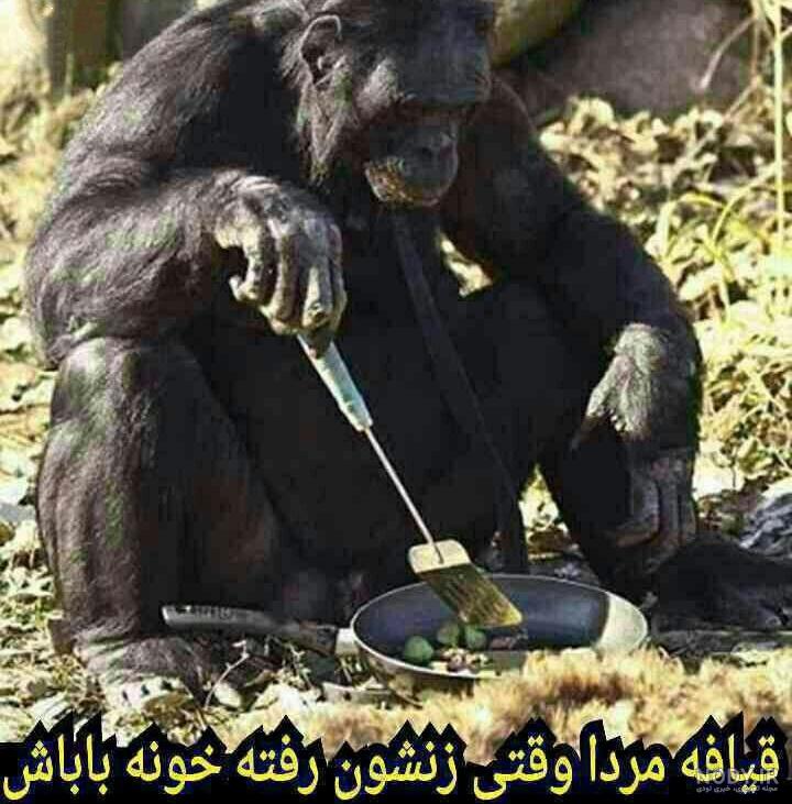 خنده دار ترین عکسهای گروههای تلگرام آذر 94