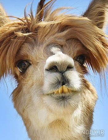 زیباترین و عجیب ترین حیوانات دنیا