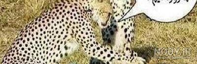 زیباترین و عجیب ترین حیوانات دنیا