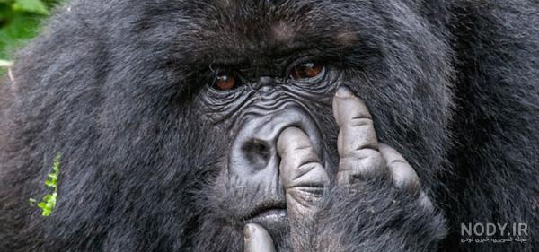 زیباترین و عجیب ترین حیوانات دنیا