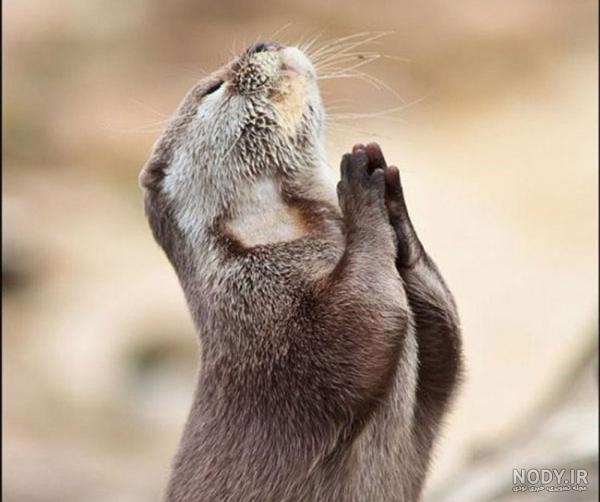 زیباترین و عجیب ترین حیوانات دنیا