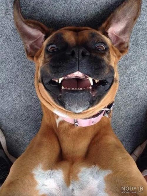 زیباترین و عجیب ترین حیوانات دنیا