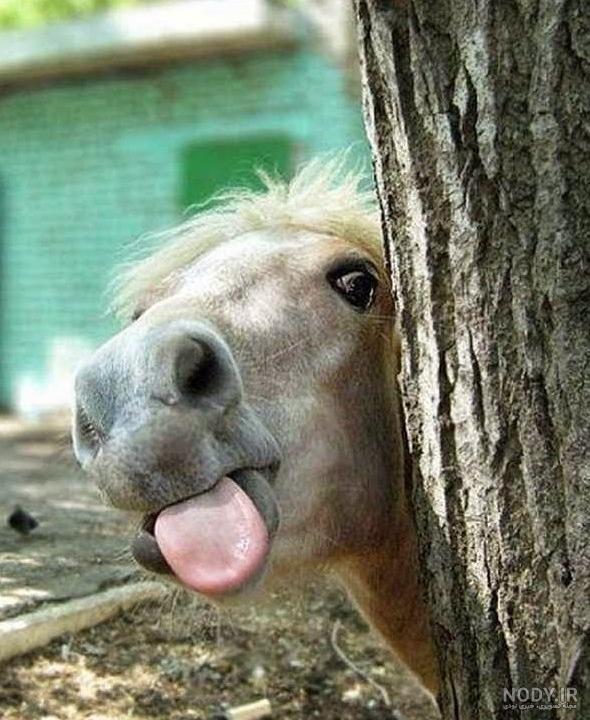 زیباترین و عجیب ترین حیوانات دنیا