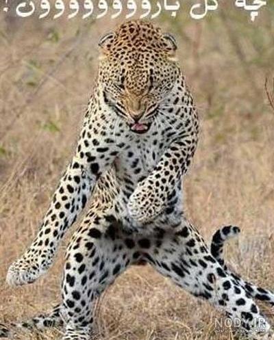 زیباترین و عجیب ترین حیوانات دنیا