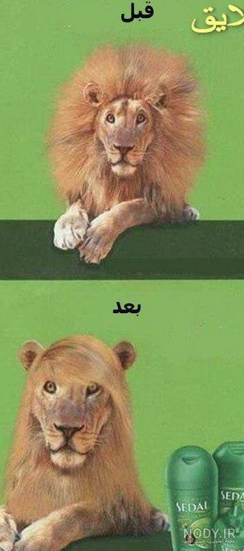 زیباترین و عجیب ترین حیوانات دنیا