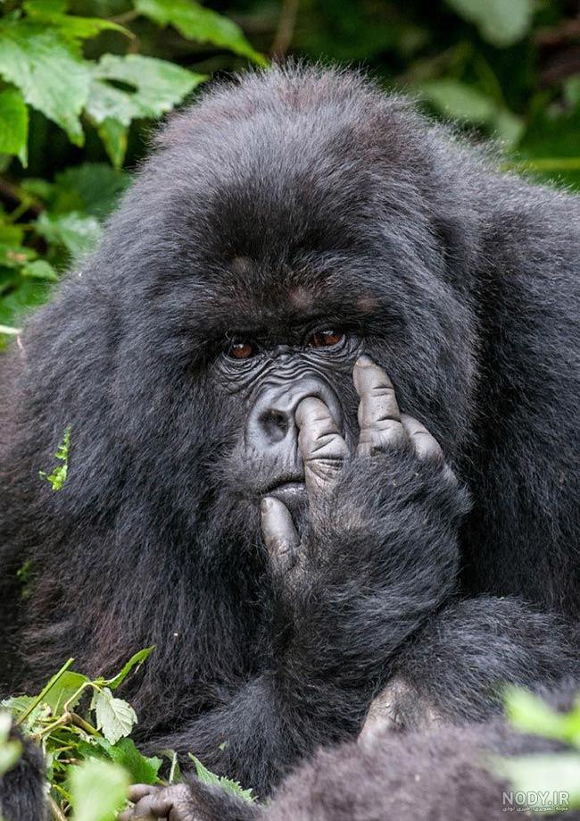 زیباترین و عجیب ترین حیوانات دنیا